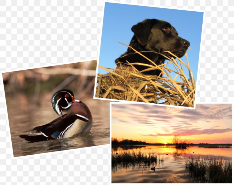 Call Duck Ducks Unlimited Duck Call Waterfowl Hunting, PNG, 842x668px, 2017, 2018, Duck, Calendar, Call Duck Download Free
