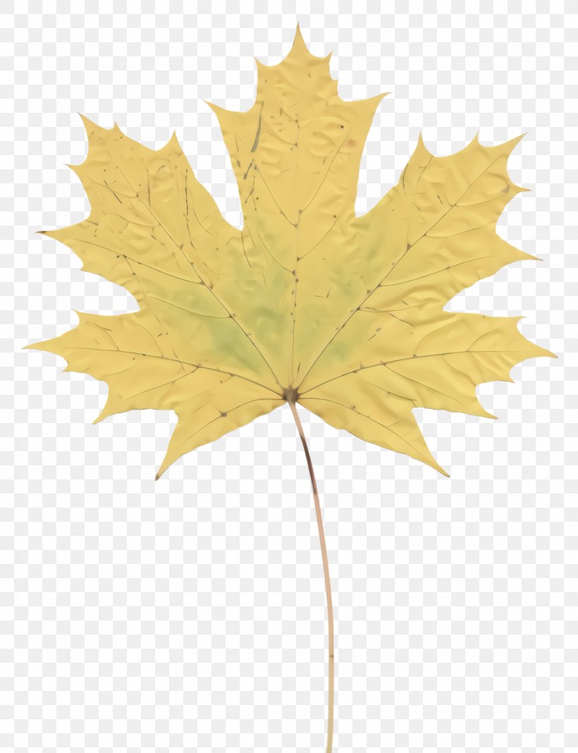 Maple Leaf, PNG, 1752x2284px, Leaf, Black Maple, Flowering Plant, Maple Leaf, Plane Download Free