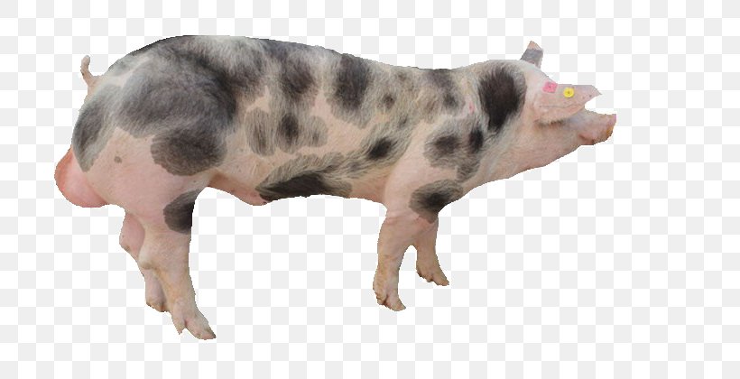 Pixe9train Duroc Pig Taihu Pig Domestic Pig Boar Taint, PNG, 800x420px, Duroc Pig, Animal, Animal Husbandry, Boar Taint, Breed Download Free