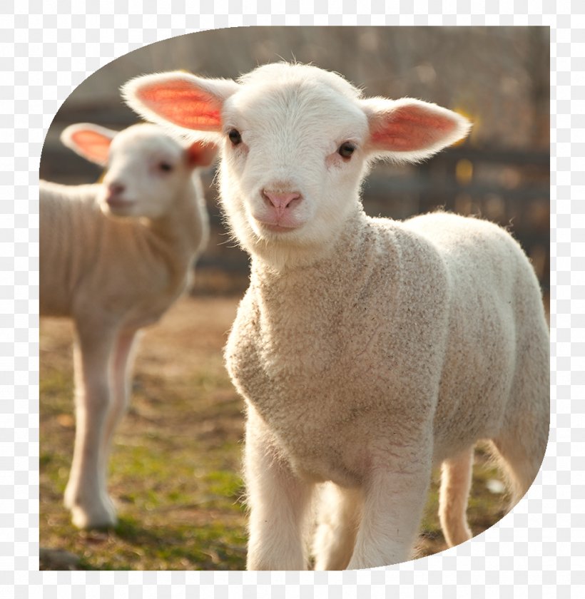 4 Pics 1 Word Shetland Sheep Lamb And Mutton Sheep Farming Stock Photography, PNG, 972x996px, 4 Pics 1 Word, Cow Goat Family, Goat Antelope, Goats, Herd Download Free