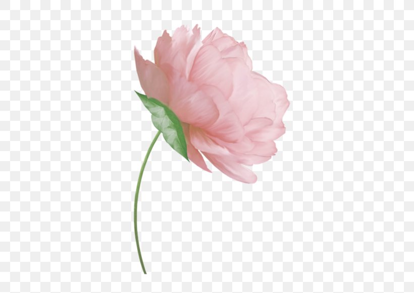 Cut Flowers Tulip Peony Floral Design, PNG, 600x582px, Flower, Blume, Cut Flowers, Floral Design, Flower Bouquet Download Free