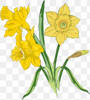 Daffodil Flower Drawing Clip Art, PNG, 382x666px, Daffodil, Amaryllis ...