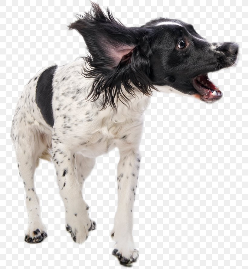 Dog Stock Photography Getty Images, PNG, 776x889px, Dog, Carnivoran, Companion Dog, Dog Breed, Dog Breed Group Download Free