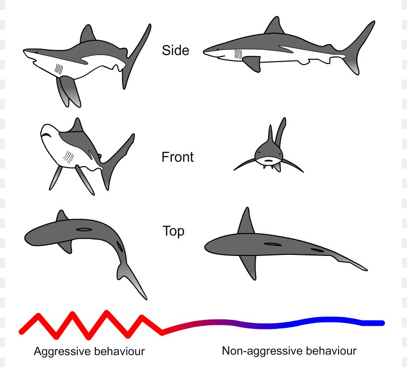 Shark Attack Carcharhinus Amblyrhynchos Aggression Shark Threat Display, PNG, 800x750px, Shark, Aggression, Animal Bite, Automotive Design, Black And White Download Free