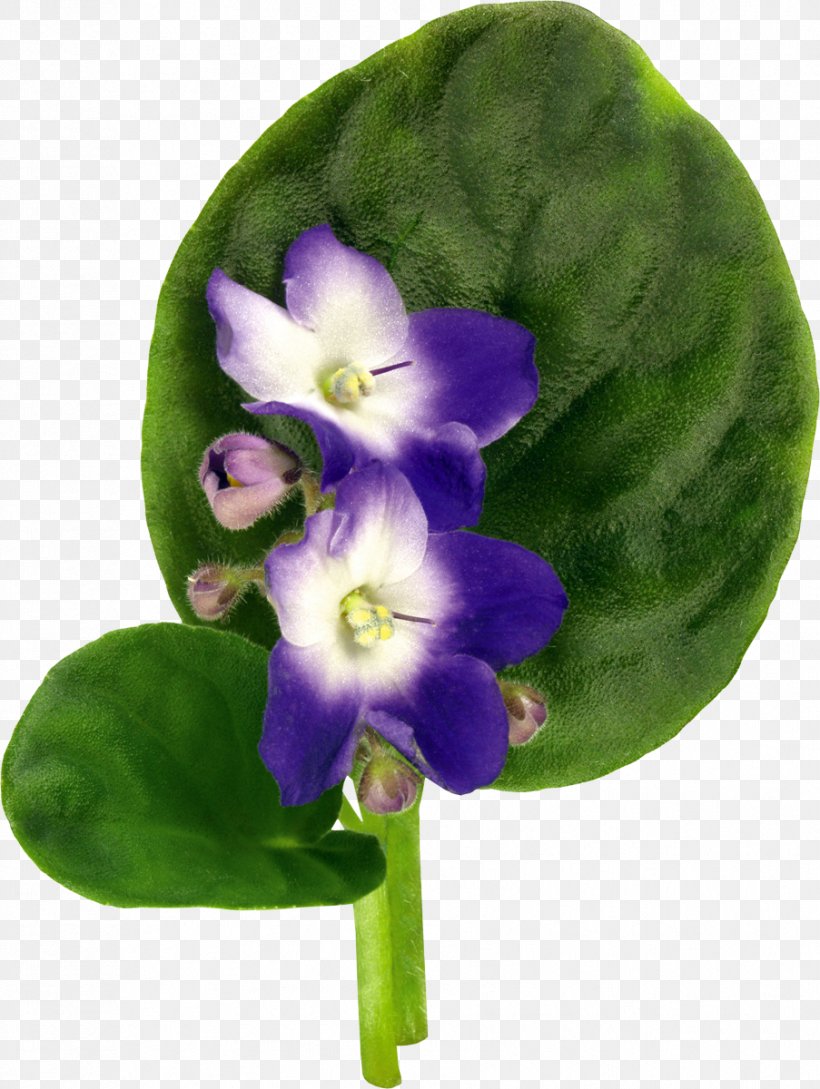 Violet Flower Drawing Clip Art, PNG, 903x1200px, Violet, African Violets, Bulb, Digital Image, Drawing Download Free