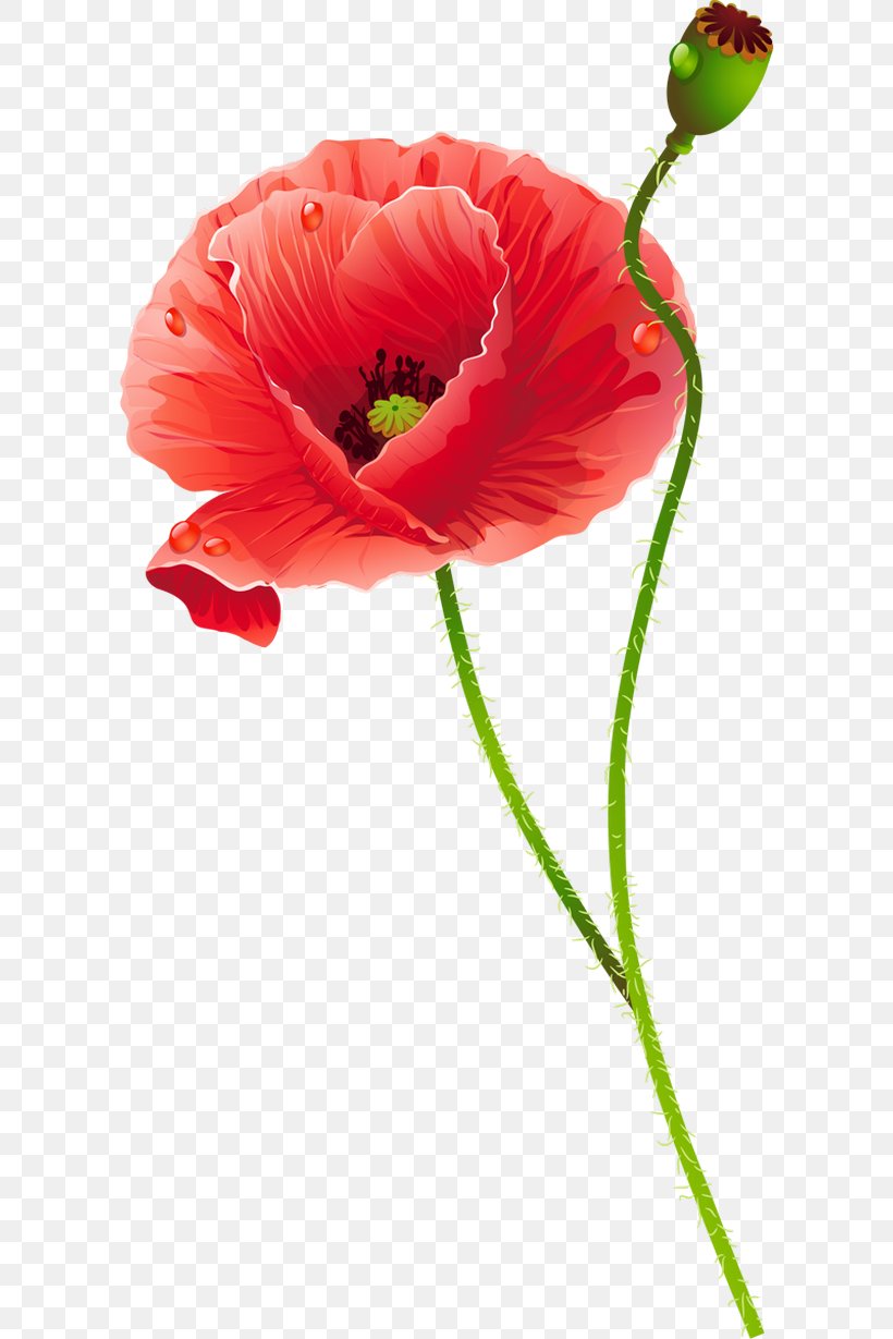 Common Poppy Cut Flowers, PNG, 600x1229px, Poppy, Common Poppy, Coquelicot, Cut Flowers, Digital Image Download Free