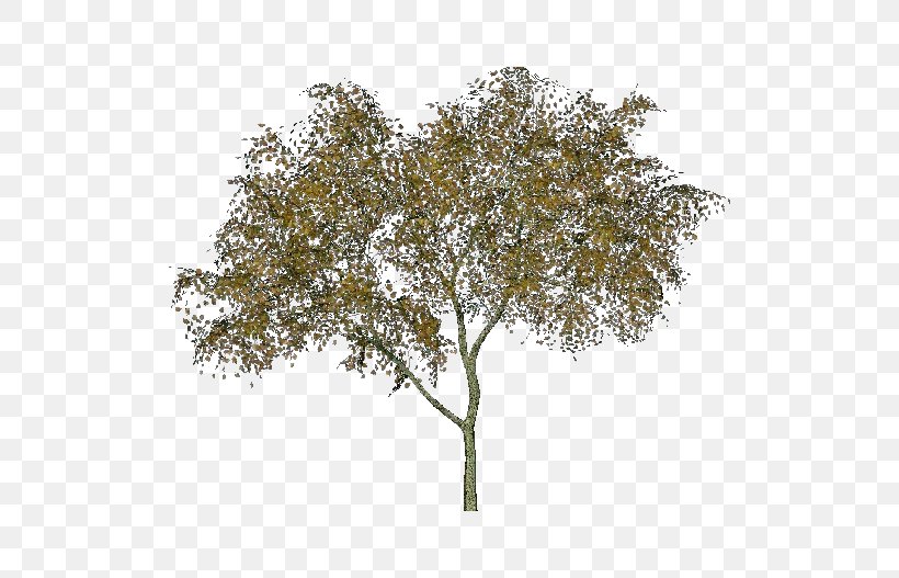 Twig Black Alder Tree Abies Alba Tilia Cordata, PNG, 750x527px, Twig, Abies Alba, Alder, Arecaceae, Black Alder Download Free
