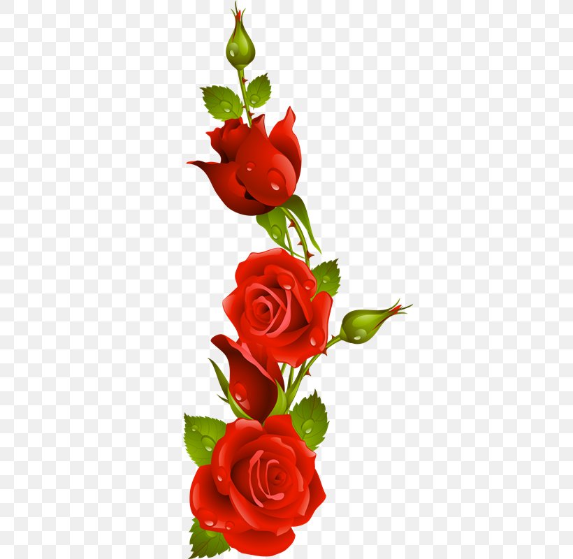 Garden Roses Drawing Flower, PNG, 363x800px, Garden Roses, Cut Flowers, Drawing, Floral Design, Floristry Download Free