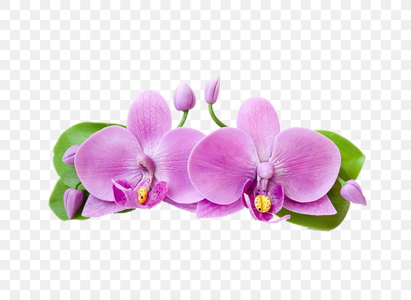 Moth Orchids Clay, PNG, 800x600px, Moth Orchids, Clay, Cut Flowers, Flower, Flowering Plant Download Free