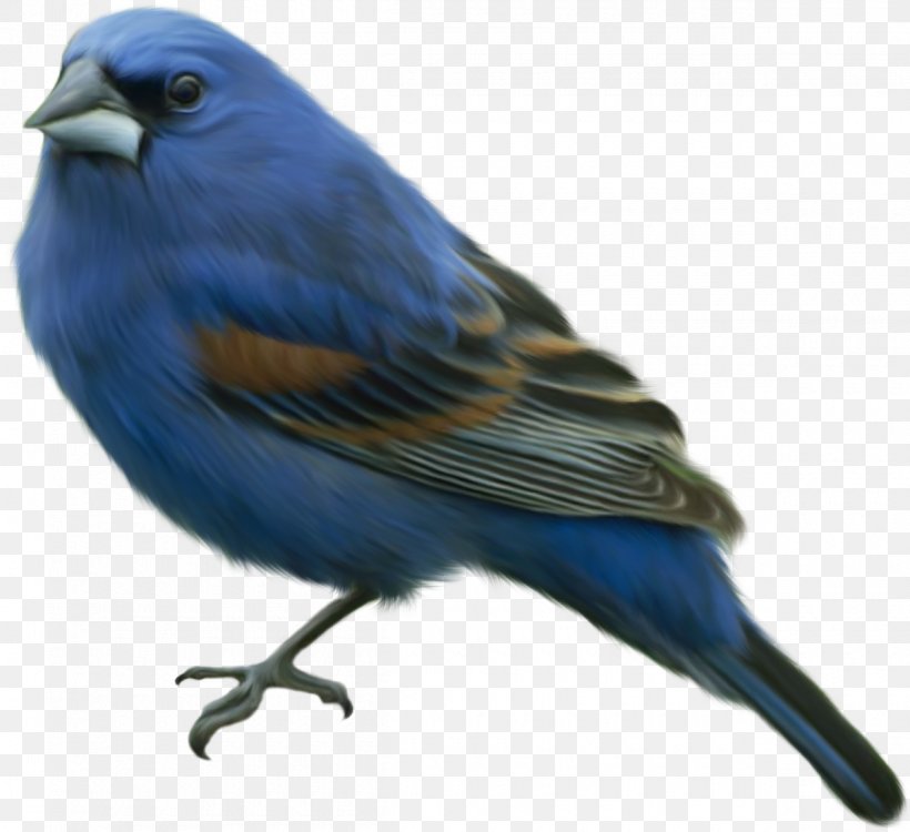 Bird Clip Art, PNG, 1200x1098px, Bird, Beak, Bluebird, Cobalt Blue, Drawing Download Free