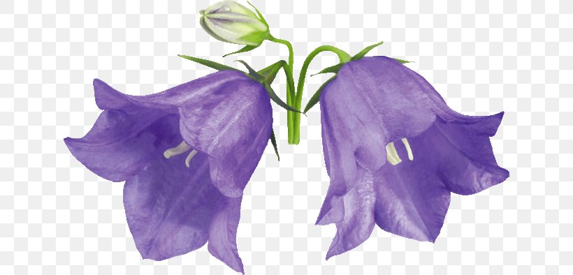 Flower Harebell Glockenspiel Drawing Violet, PNG, 640x394px, Flower, Bellflower, Bellflower Family, Bellflowers, Blue Download Free