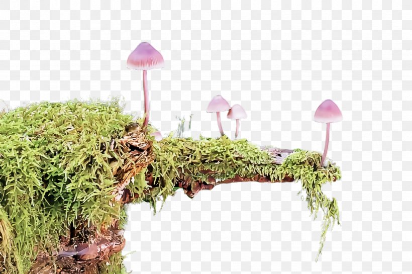 Grass Plant Grass Family Moss Non-vascular Land Plant, PNG, 2452x1632px, Grass, Flower, Grass Family, Moss, Nonvascular Land Plant Download Free