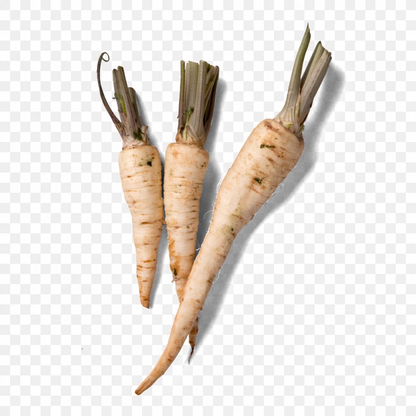 Parsnip Vegetable Radish, PNG, 1024x1024px, Parsnip, Color, Creative Work, Designer, Food Download Free