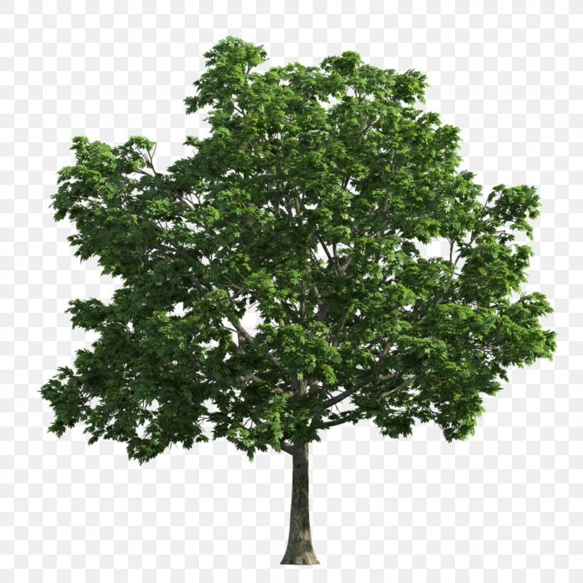 Tree Oak Deciduous Clip Art, PNG, 1024x1024px, Tree, Branch, Deciduous, Fir, Leaf Download Free