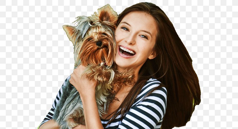 Yorkshire Terrier Dog Breed Puppy Pet Insurance Companion Dog, PNG, 575x446px, Yorkshire Terrier, Breed, Carnivoran, Companion Dog, Dog Download Free