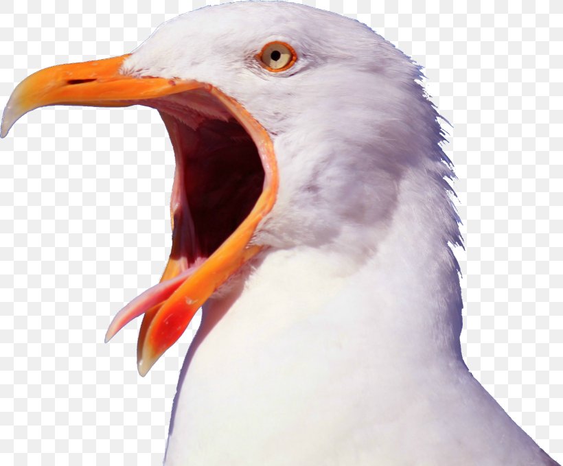 Bird Gulls Pelican YouTube Beak, PNG, 1639x1358px, Bird, Albatross, Animal, Aries, Astrology Download Free
