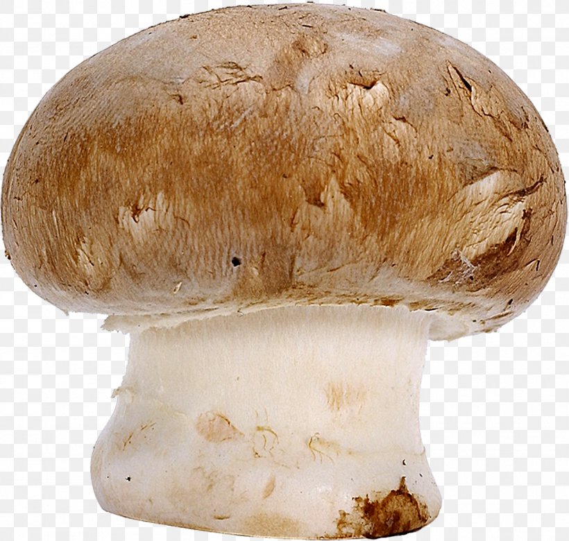 Common Mushroom Boletus Edulis Penny Bun Fungus, PNG, 1486x1415px, Common Mushroom, Agaricaceae, Agaricomycetes, Agaricus, Boletus Download Free
