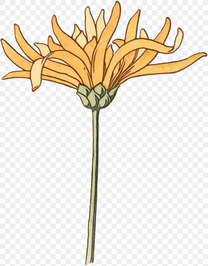 Oxeye Daisy Cut Flowers Floral Design Plant Stem Clip Art, PNG, 939x1200px, Oxeye Daisy, Botany, Chrysanths, Cut Flowers, Dandelion Download Free