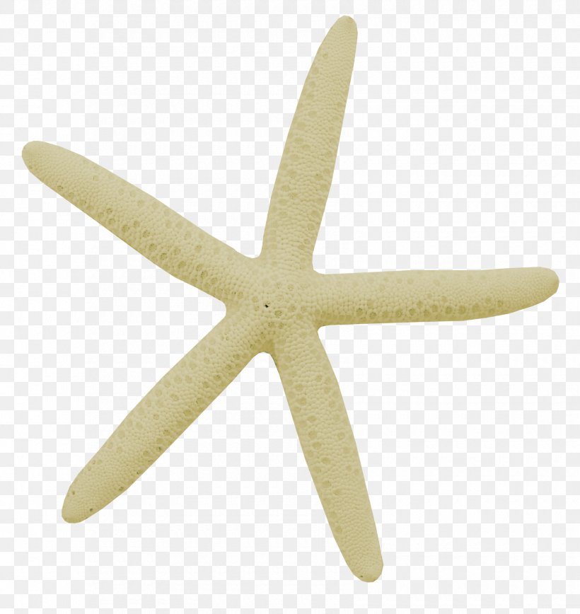Starfish Seashell Beach Clip Art, PNG, 1700x1800px, Starfish, Beach, Black And White, Color, Echinoderm Download Free