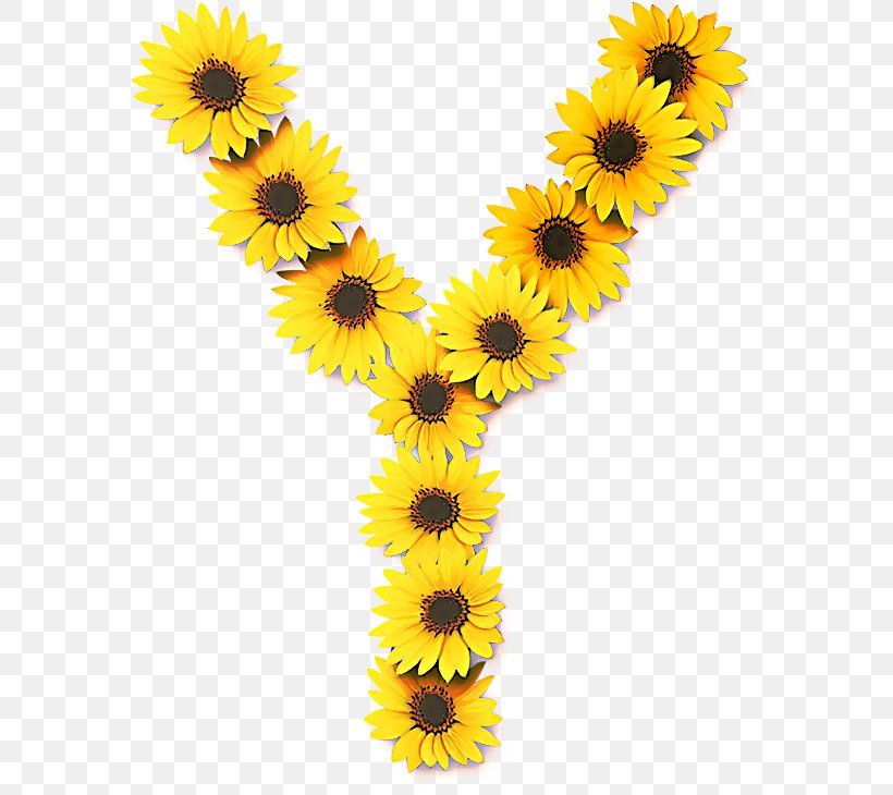 Sunflower, PNG, 582x730px, Sunflower, Cut Flowers, Daisy, Daisy Family, Flower Download Free