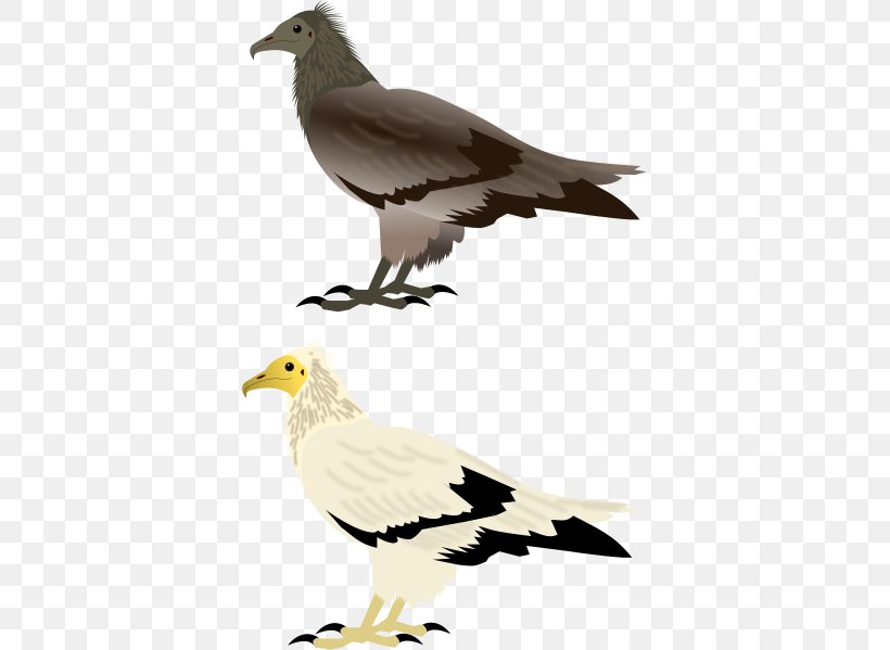 Wader Columbidae Bird Lark Domestic Pigeon, PNG, 373x599px, Wader, American Sparrows, Beak, Bird, Bird Of Prey Download Free