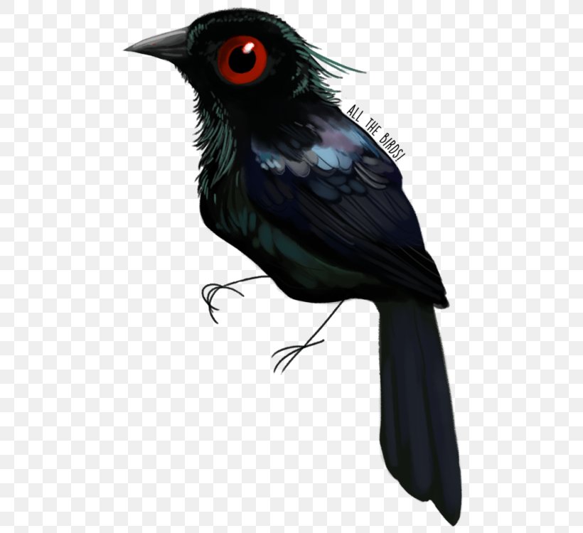 American Crow Feather Wing Beak, PNG, 500x750px, American Crow, Beak, Bird, Common Raven, Crow Download Free