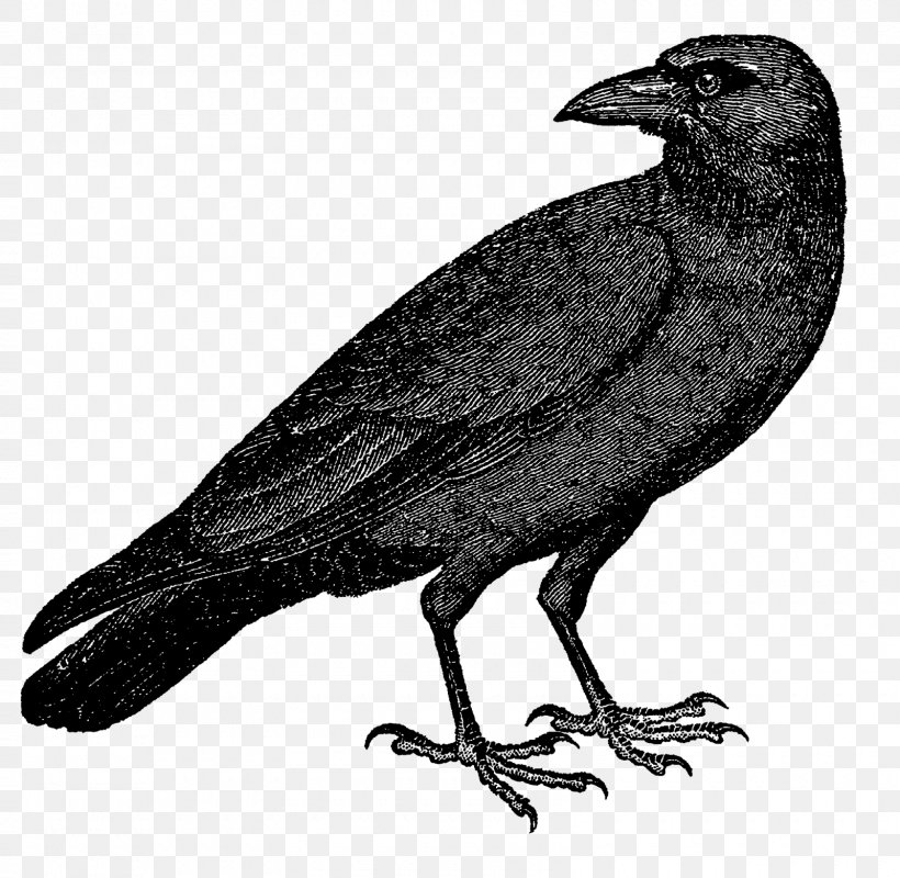 American Crow Rook New Caledonian Crow Common Raven, PNG, 1600x1562px, American Crow, Art, Beak, Bird, Black And White Download Free