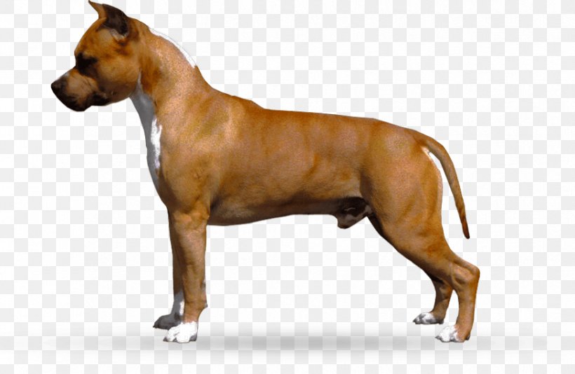 American Staffordshire Terrier American Pit Bull Terrier Dog Breed Staffordshire Bull Terrier, PNG, 875x570px, American Staffordshire Terrier, American Pit Bull Terrier, Bull Terrier, Carnivoran, Coat Download Free
