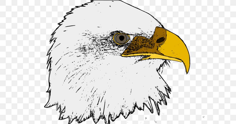 Bald Eagle Bird Clip Art, PNG, 600x432px, Bald Eagle, Accipitriformes, Art, Artwork, Beak Download Free