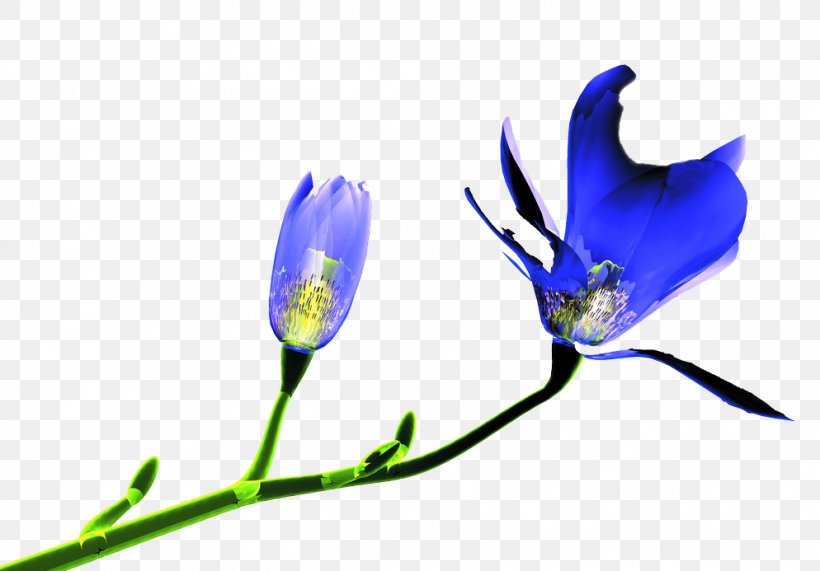 Flower Tulip, PNG, 994x693px, Flower, Blue, Branch, Cobalt Blue, Electric Blue Download Free