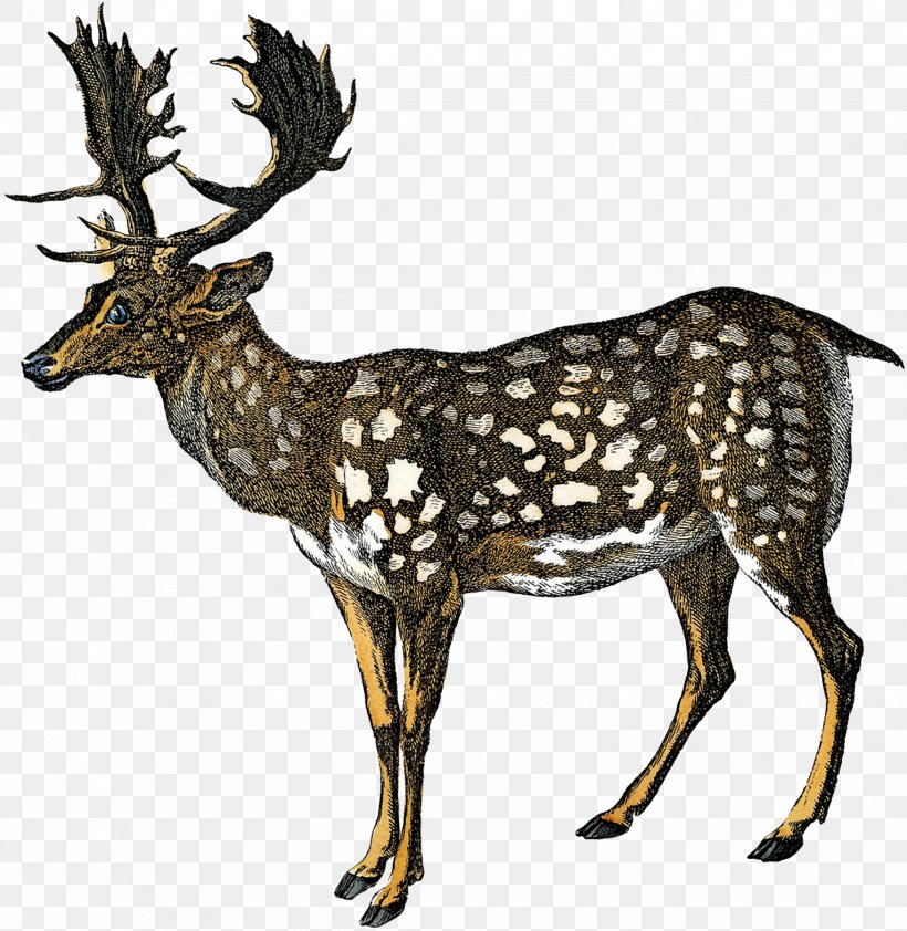Reindeer Elk White-tailed Deer Antler, PNG, 1751x1800px, Reindeer, Animal, Antler, Deer, Elk Download Free
