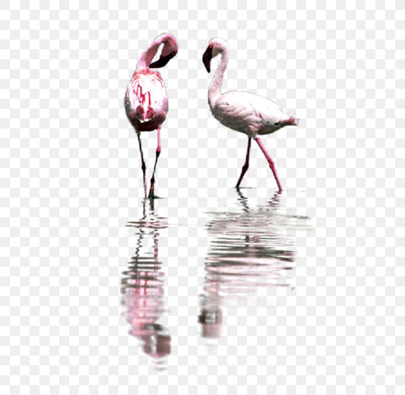 Bird Greater Flamingo Pelican Flamingos Great Herons, PNG, 557x800px, Bird, Animal, Duck, Flamingo, Flamingos Download Free