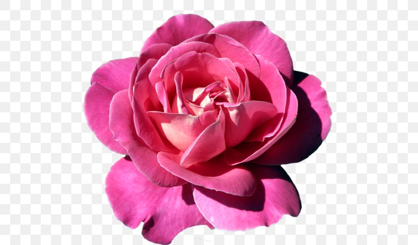 Clip Art Rose Image Illustration Design, PNG, 554x480px, Rose, Art, Camellia, Cut Flowers, Floribunda Download Free