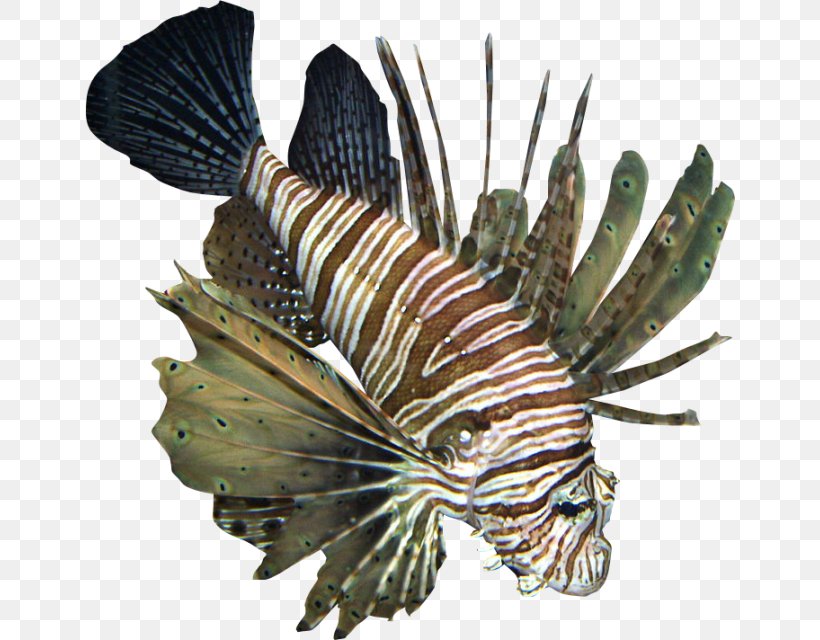 Fish Sea Underwater Clip Art, PNG, 650x640px, Fish, Animal, Invertebrate, Lionfish, Lossless Compression Download Free