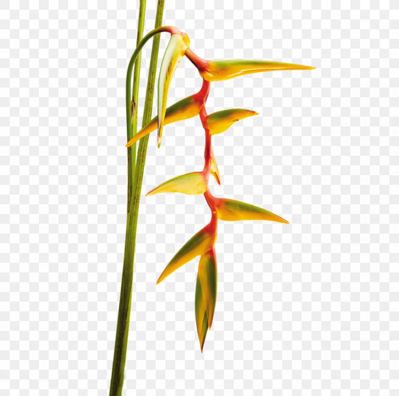 Flower Tropical Garden Plant Tropics, PNG, 870x864px, Flower, Bird Of Paradise Flower, Bract, Branch, Flora Download Free