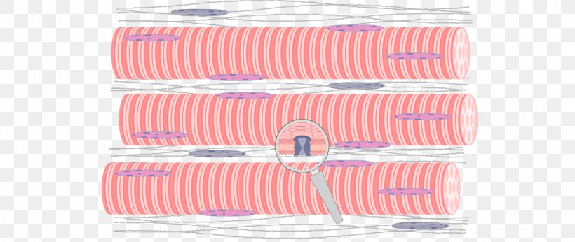 Skeletal Muscle Muscle Fascicle Anatomy Human Skeleton, PNG, 1200x507px, Skeletal Muscle, Anatomy, Connective Tissue, Function, Histology Download Free