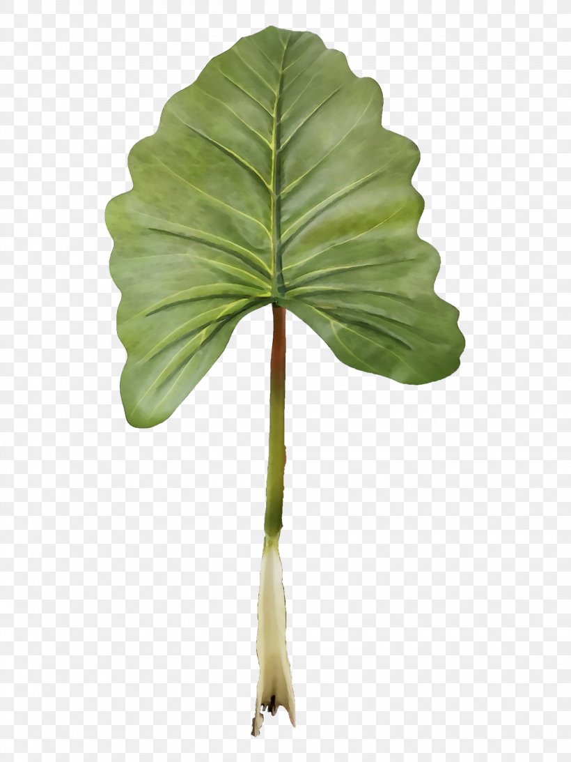 Family Tree Background, PNG, 2250x3000px, Leaf, Alismatales, Anthurium, Arum Family, Flower Download Free