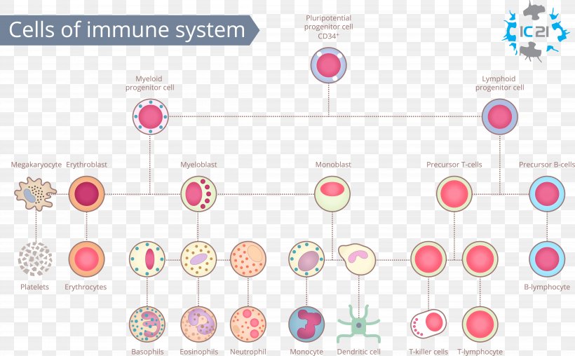Immune System White Blood Cell Immunity Human Body, PNG, 6972x4324px, Immune System, B Cell, Brand, Cell, Cell Therapy Download Free