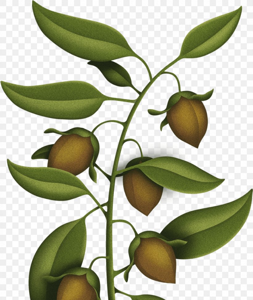 Moisturizer Fruit Tree Skin Tree Nut Allergy, PNG, 1000x1185px, Moisturizer, Branch, Christmas, Com, Food Download Free