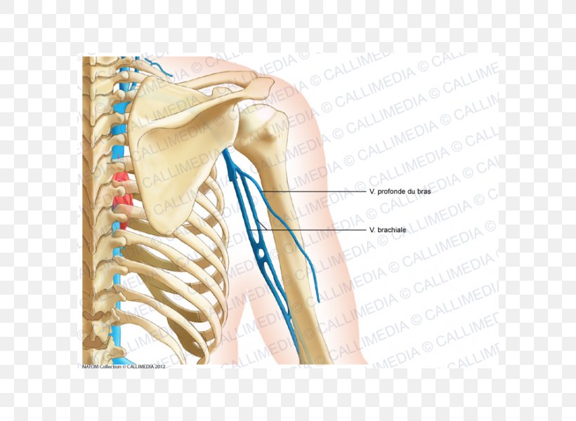 Shoulder Bone Coronal Plane Anatomy Neck, PNG, 600x600px, Watercolor, Cartoon, Flower, Frame, Heart Download Free