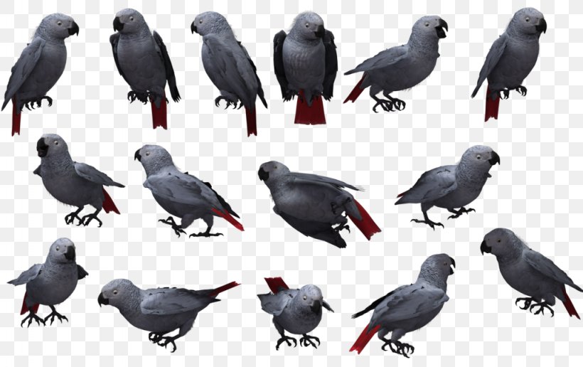 American Crow Bird Grey Parrot, PNG, 1024x645px, American Crow, Beak, Bird, Cape Parrot, Crow Download Free