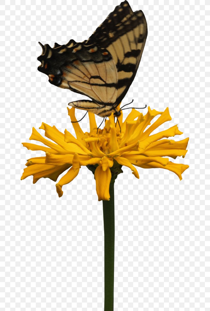 Butterfly Printing Yellow, PNG, 659x1213px, Butterfly, Arthropod, Brush Footed Butterfly, Color, Cut Flowers Download Free