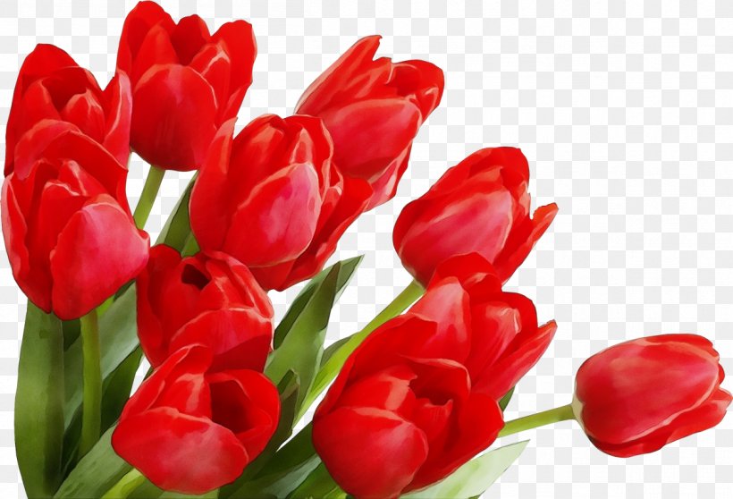 Flowering Plant Flower Tulip Red Petal, PNG, 1204x820px, Watercolor, Cut Flowers, Flower, Flowering Plant, Lily Family Download Free