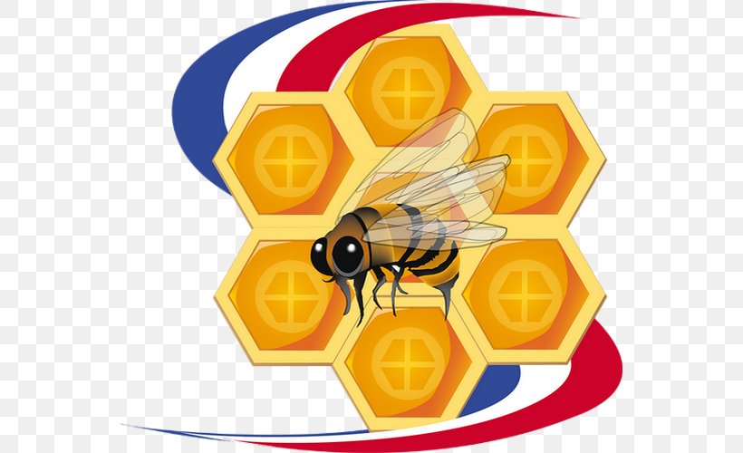 Honey Bee Honeycomb, PNG, 555x500px, Honey Bee, Arthropod, Bee, Honey, Honeycomb Download Free