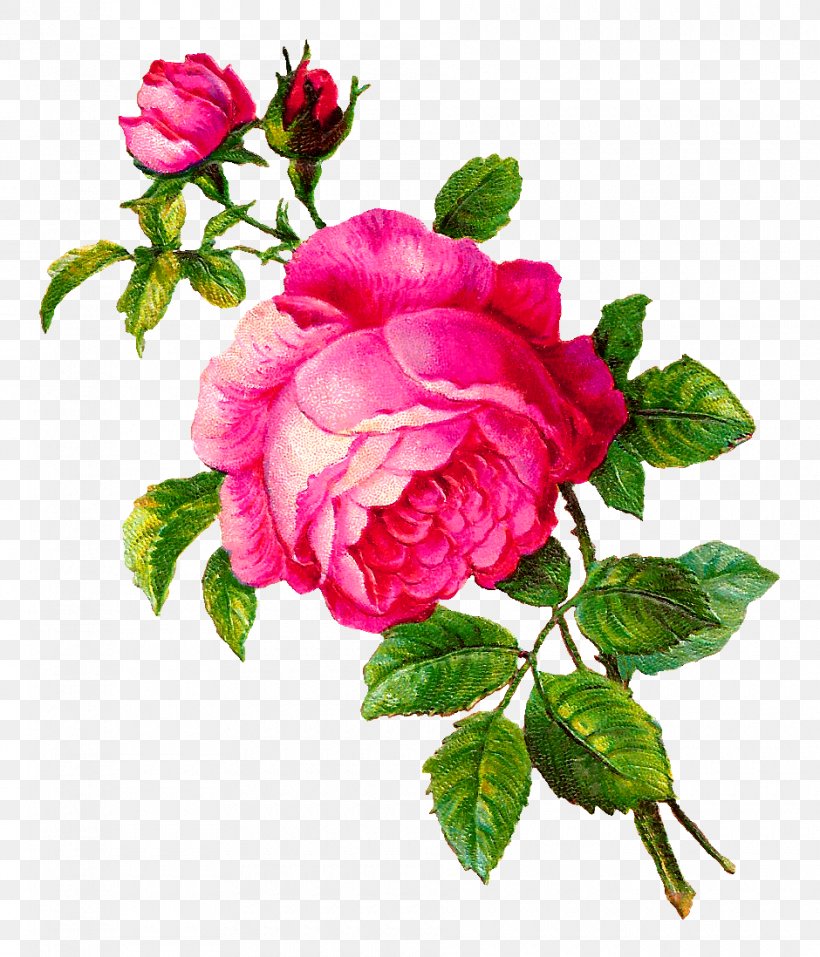 Rose Flower Clip Art, PNG, 940x1098px, Rose, Annual Plant, Botanical Illustration, Botany, Cut Flowers Download Free