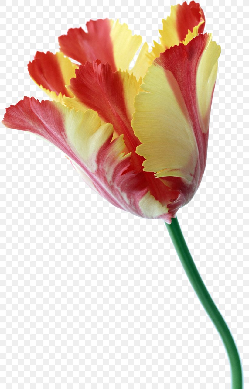 Tulip Flower Plant Stem Liliaceae, PNG, 811x1280px, Tulip, Bonsai, Bud, Bulb, Cut Flowers Download Free