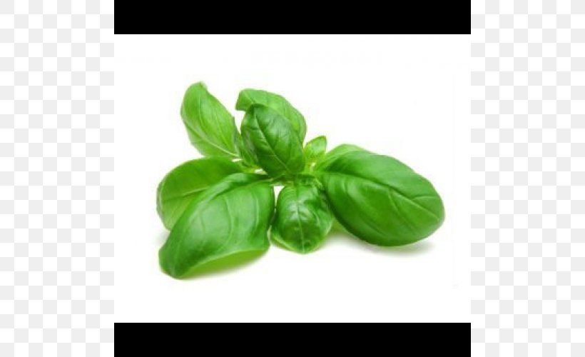Basil Pesto Spice Herb Tea, PNG, 500x500px, Basil, Angelica Archangelica, Flavor, Herb, Herbal Tea Download Free