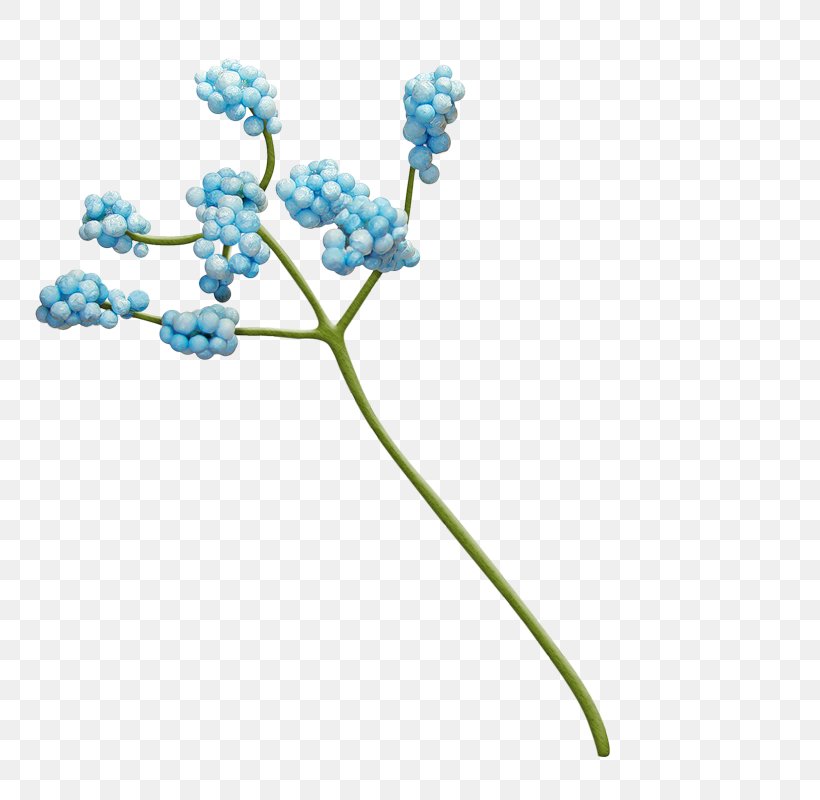 Blue Flower Mavi, PNG, 800x800px, Blue, Branch, Cuttlefish, Data Encryption Standard, Flora Download Free