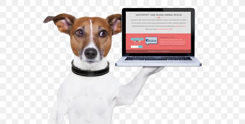 Dog Pet Credit Card Stock Photography Debit Card, PNG, 625x416px, Dog, Companion Dog, Company, Credit Card, Debit Card Download Free