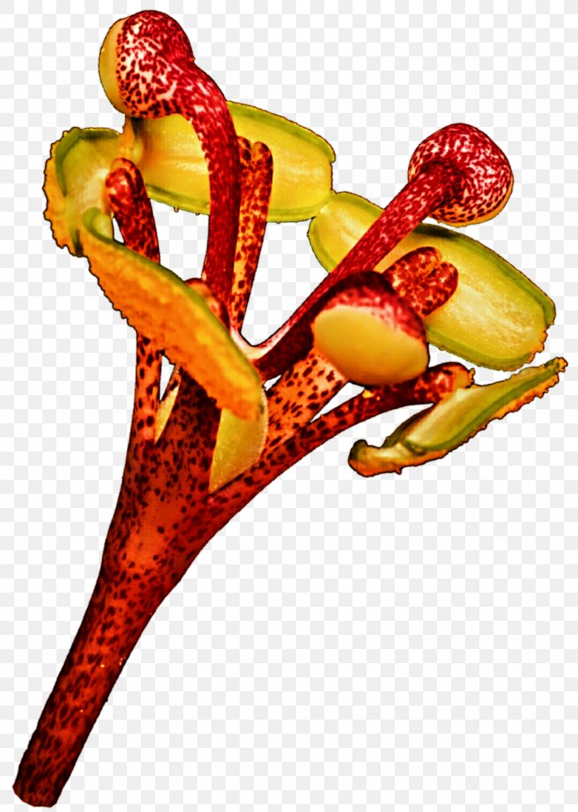 Fruit, PNG, 1024x1438px, Fruit, Food Download Free